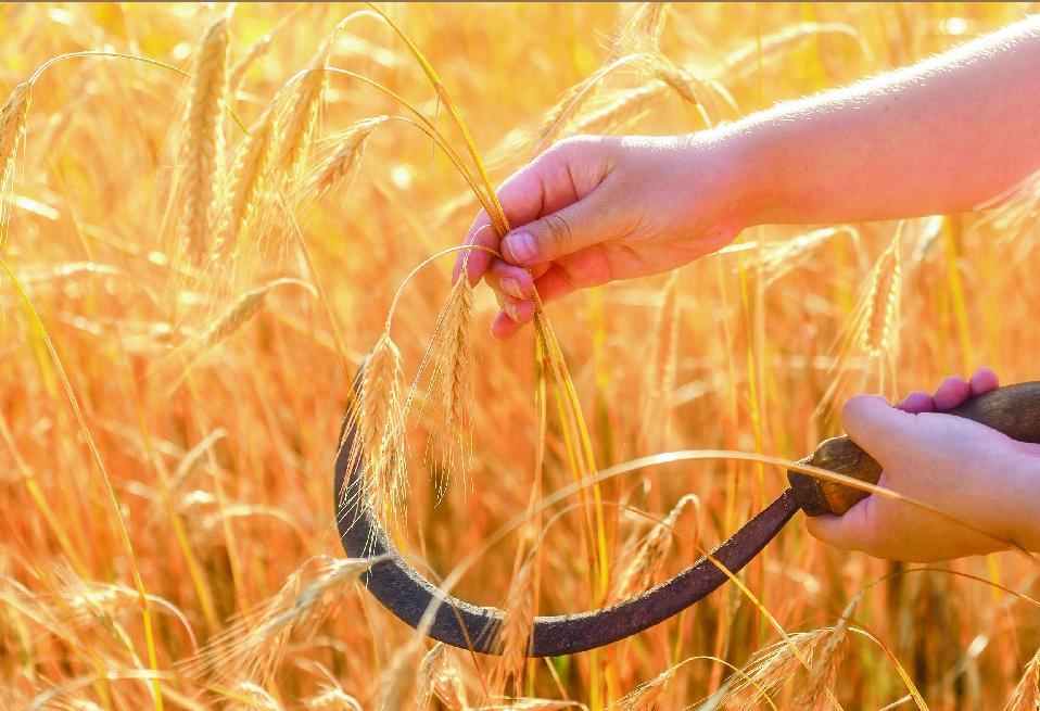 “Dal deserto al giardino”, a Metaponto Lido l’evento diocesano per la Giornata Mondiale di Preghiera per la Cura del Creato 2026